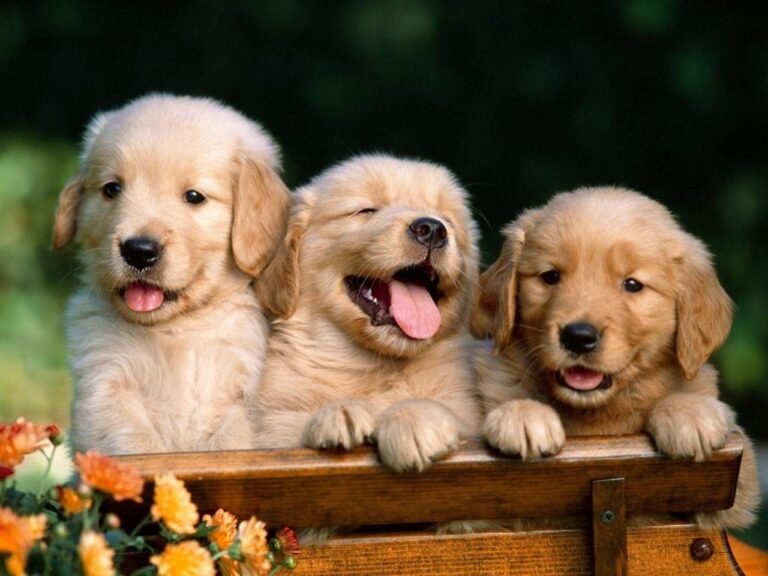 cuantos_cachorros_puede_tener_un_golden_43027_orig