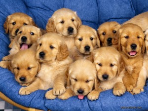 golden-retriever-puppies-300x225